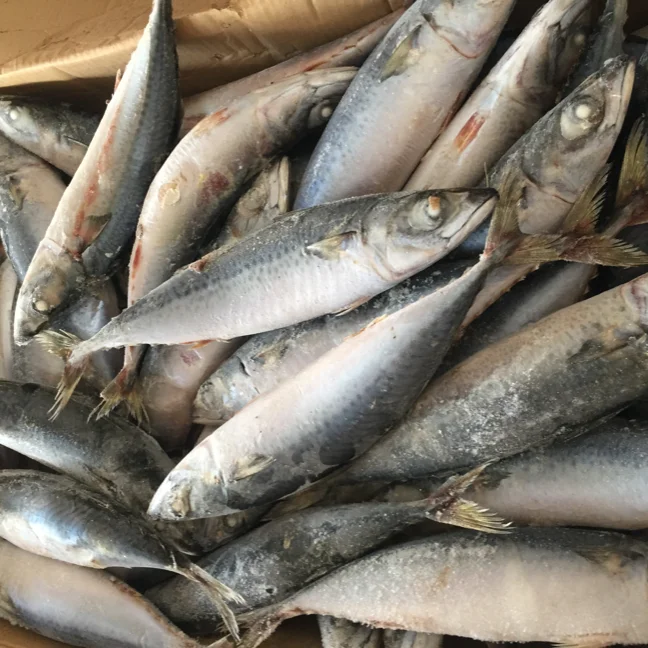 
New Fishing 200/300g Frozen Whole Pacific Mackerel Sea frozen for Market sales / Human consumption 