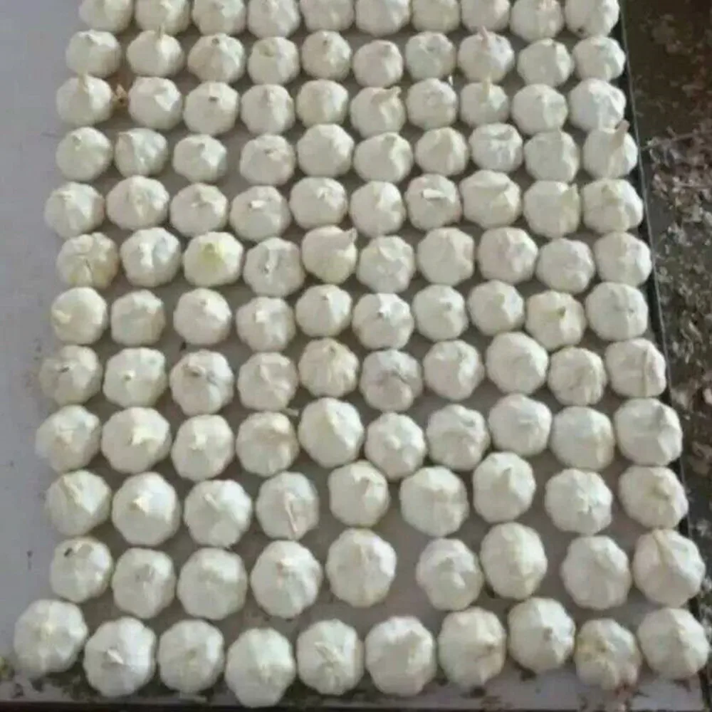 
 Китайский завод-экспортер, новый урожай обычного белого чеснока, чистый белый чеснок  