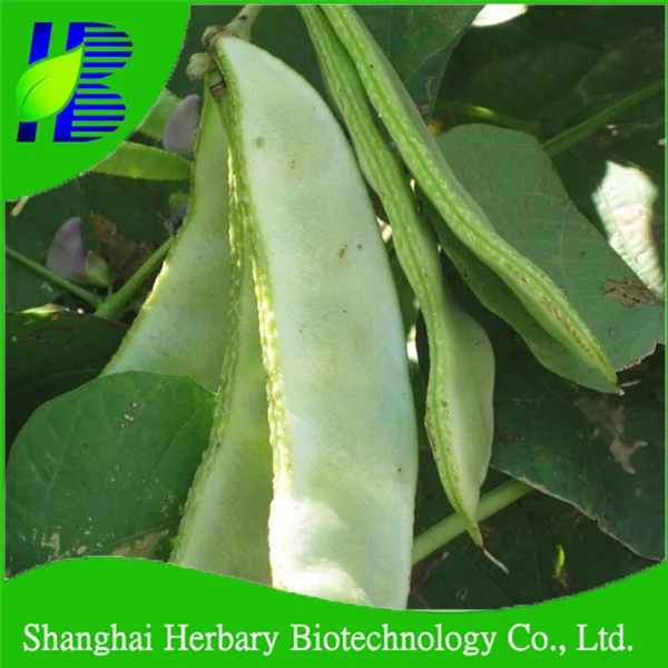 Свежие высокоэффективные Семена бобов lablab для культивирования