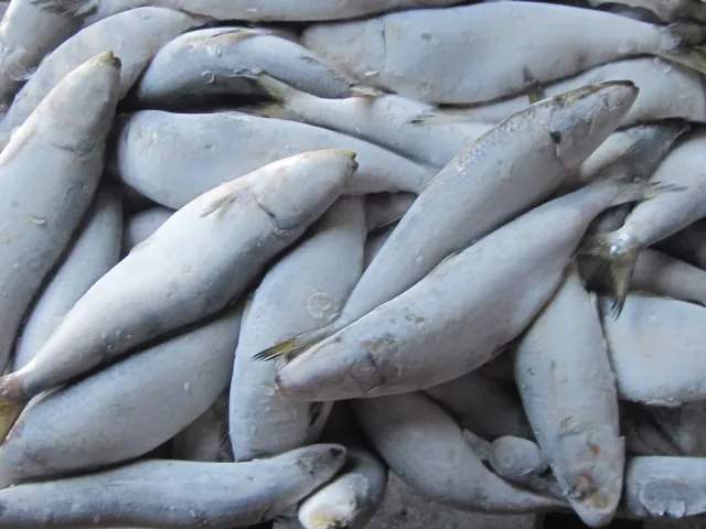 wholesale low price frozen sardines fish for bait