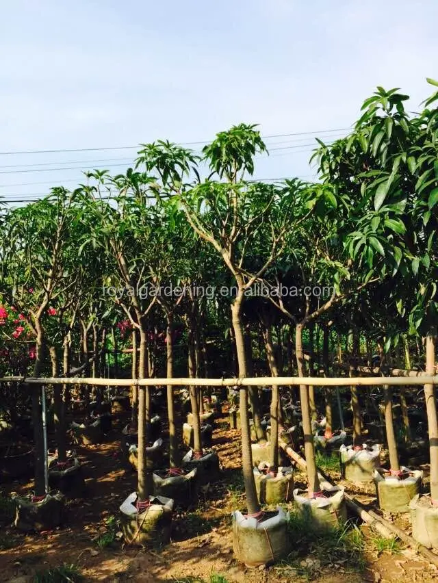 
Mangifera indica ( mango tree ) tropical plants 