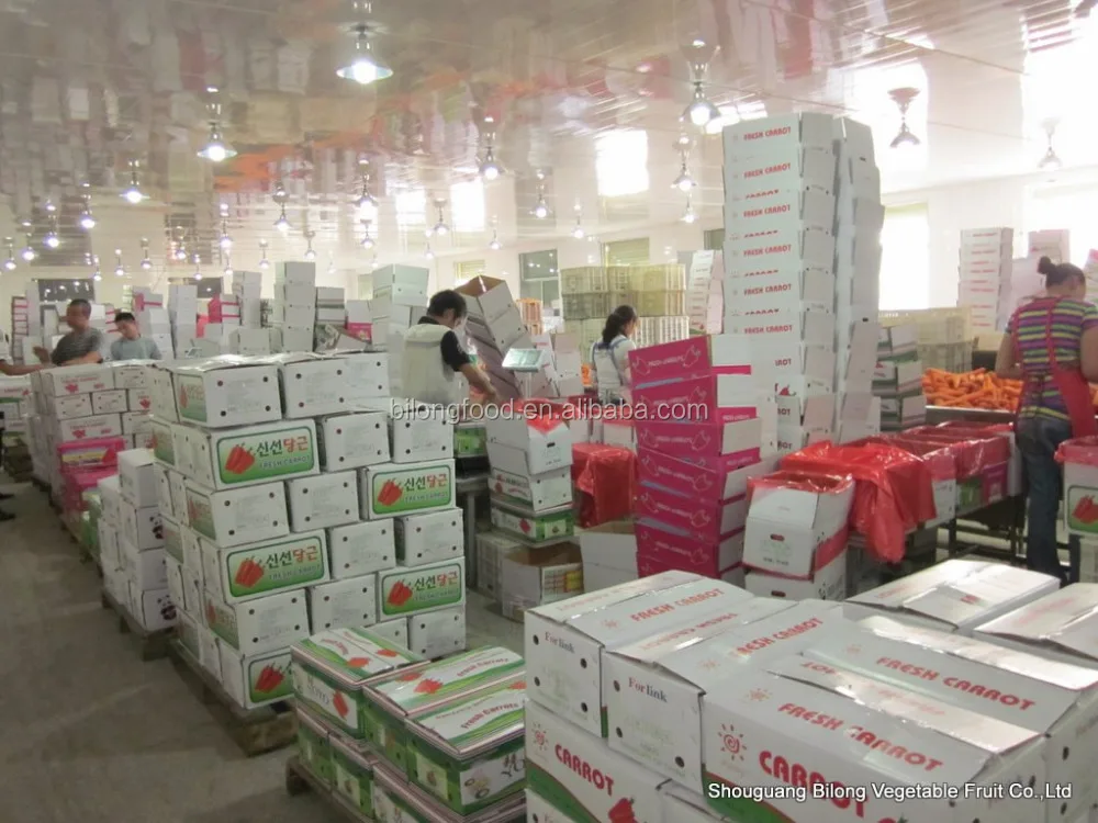 
New crop fresh chinese carrots origin Shandong/Hebei/Mogolia/Xiamen 