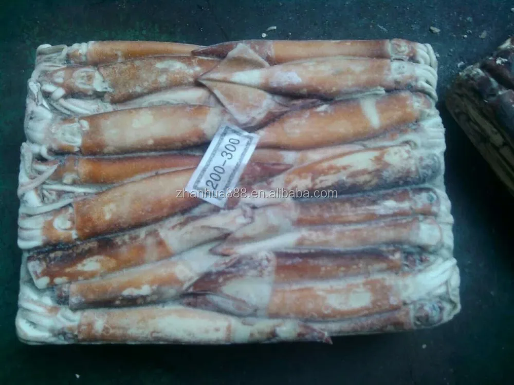 Argentina Squid For Tuna Bait Squid Raw Material