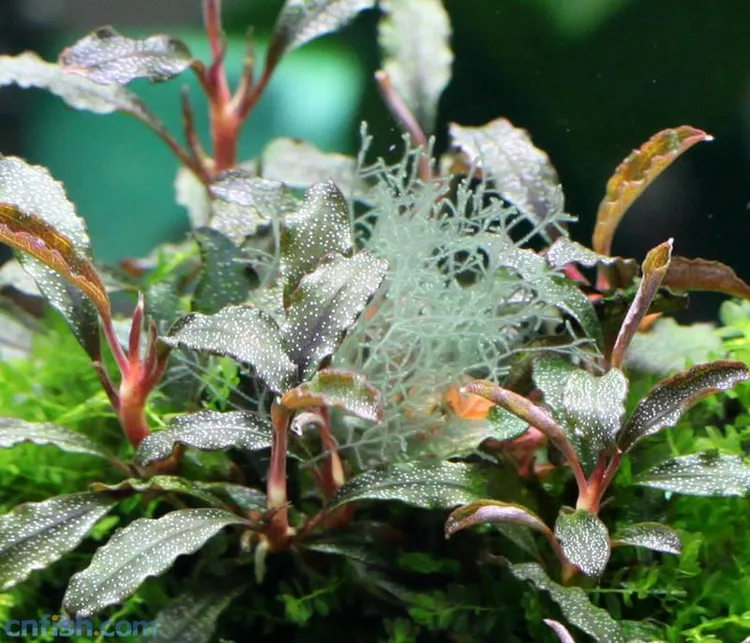 Wholesale different varieties Aquatic plant Bucephalandra