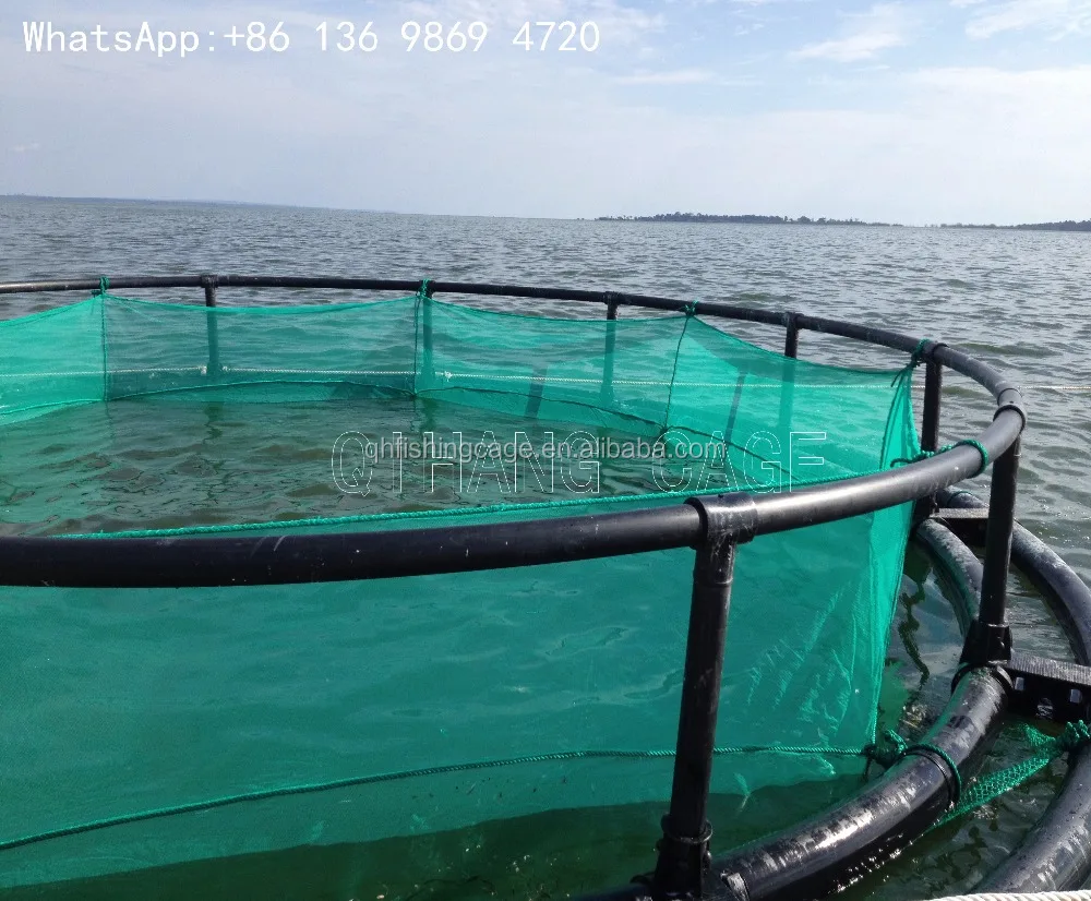 grouper fish farm sea fish breeding net cage