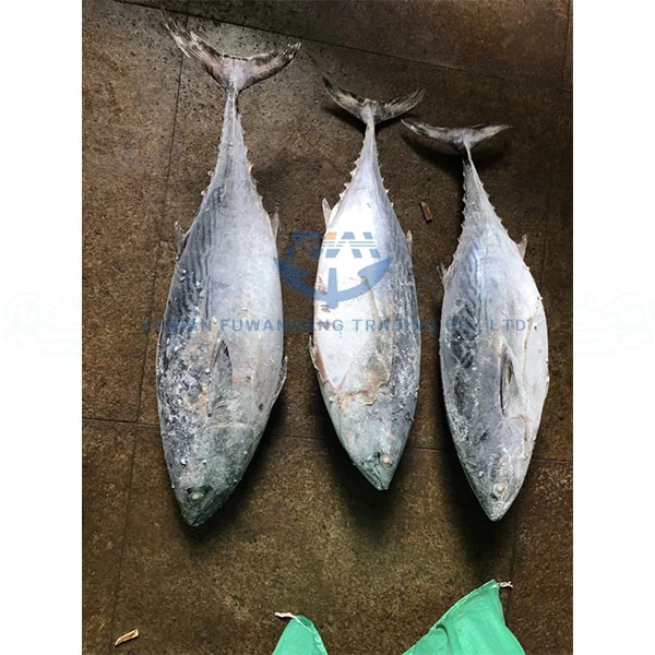 
Fu Wan Hang Frozen Bonito Fish For Canned 