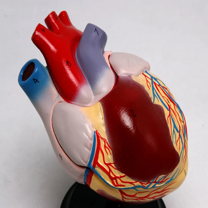 Anatomical Biological Teaching Aids Plastic Heart Model
