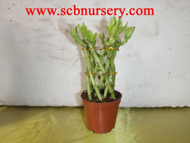 
Lucky bamboo Dracaena Sanderiana cage 