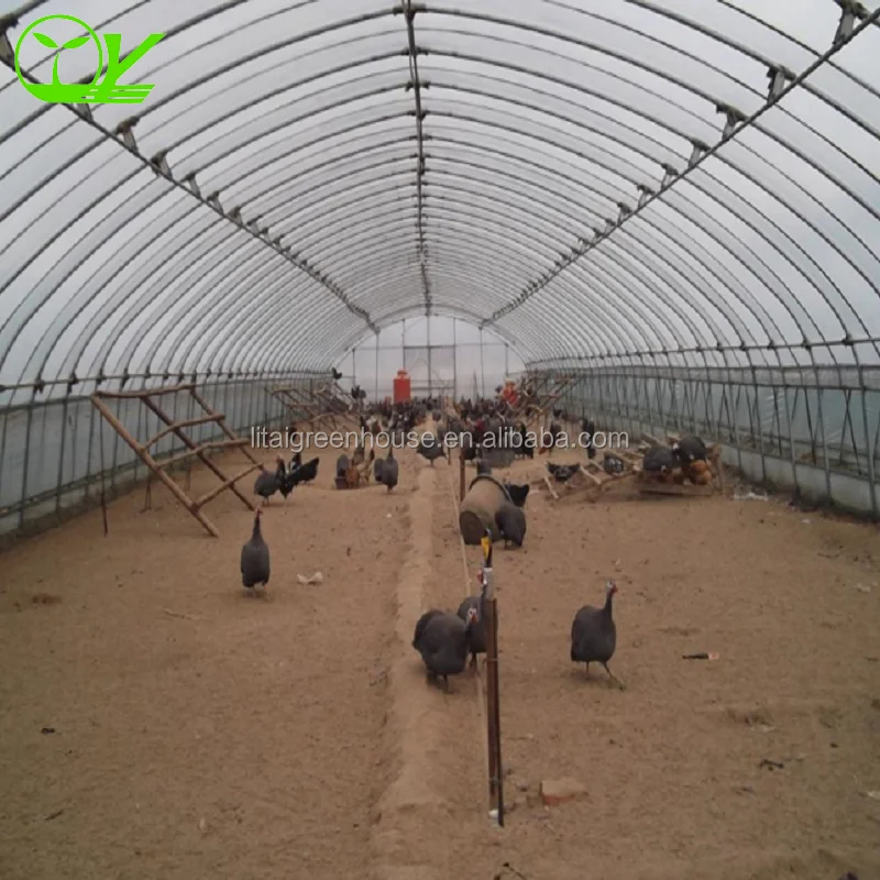 Poultry Farm Design Greenhouse single-span greenhouse