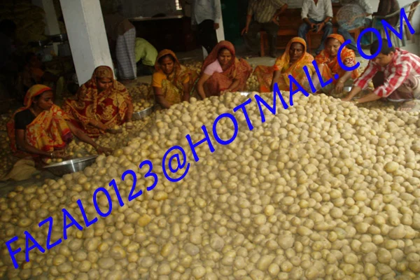 
BANGLADESHI HIGH QUALITY FRESH GRANOLA POTATO AND DIAMOND POTATO FROM EXPORT TRADE ASSOCIATE WITH CHEAP PRICE 