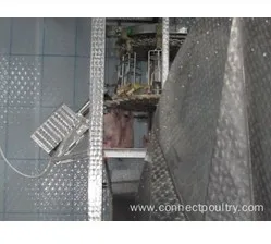 Automatic chicken Feet Cutting Machine for poultry processing equipment