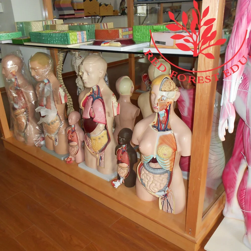 Human 85cm internal organs skeleton anatomy model