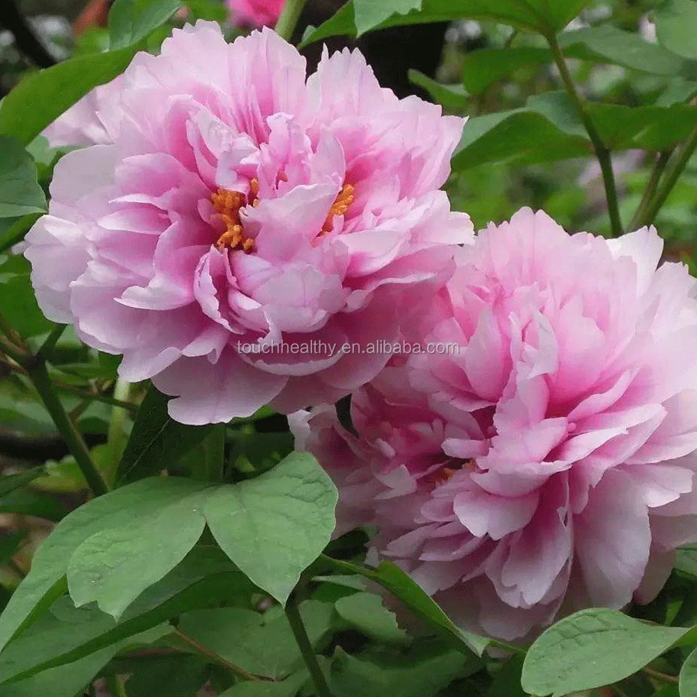 2021 оптом, семена пиона оптом, семена дерева, пиона, 500 грамм/пакеты