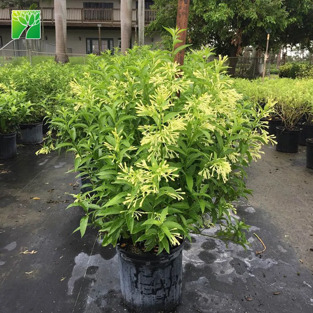 
Wholesale 2.4-3 spacing night-blooming jasmine shrub tree Cestrum nocturnum 