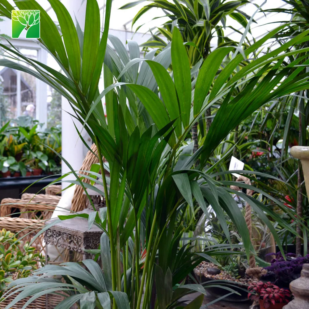 Поставка растительных ферм максимальная высота роста 10 футов уличные пальмовые растения кадемия Пальма хаваа