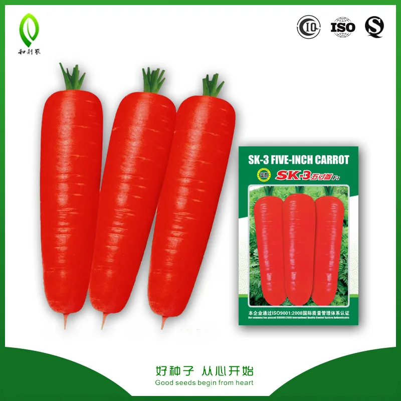 Vegetable seeds Japan New Osaka 5 inch carot seed for sale