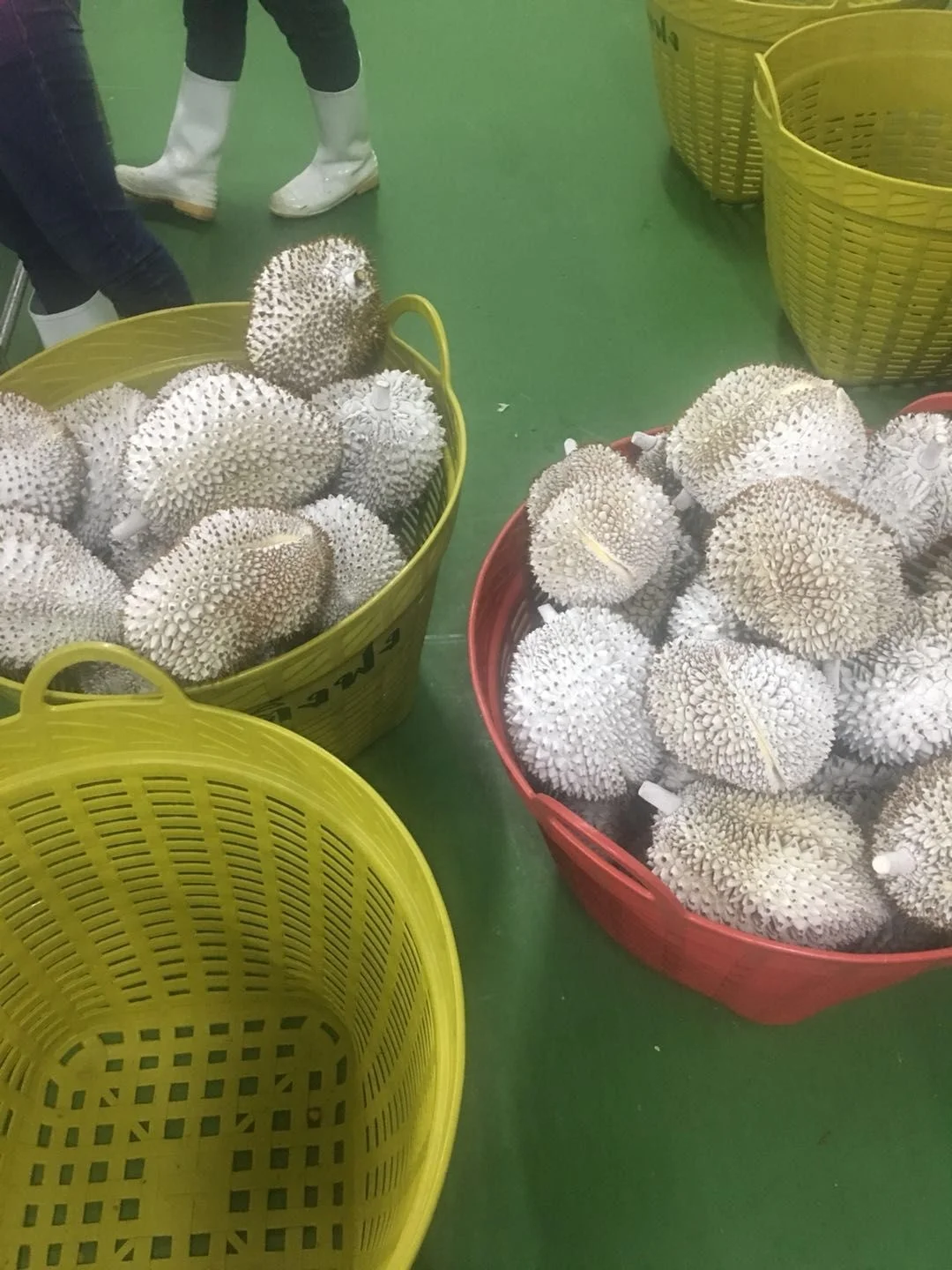 Промышленный непрерывный туннель DJL IQF, быстрая морозильная камера с высокой скоростью, морозильник с жидким азотом, дурийский туннельный морозильник