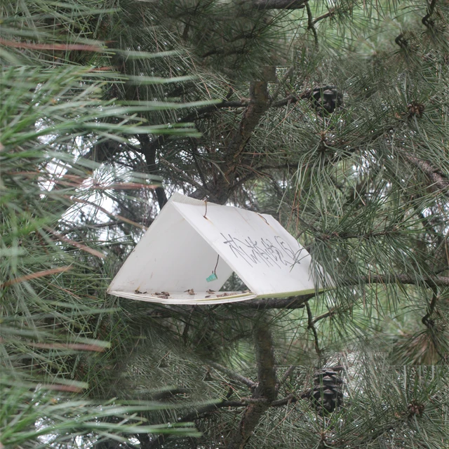 
New pine knot-horn Dioryctria sylvestrella pheromone lure pheromone trap 
