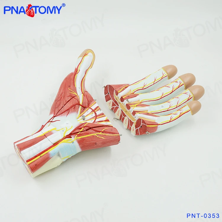 PNT-0342 enlarged human hand muscle anatomical model blood vessel and nerves