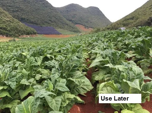 
manufacturer selling harpin protein 3% - 3.3% , improve plant immunity and anti-stress 