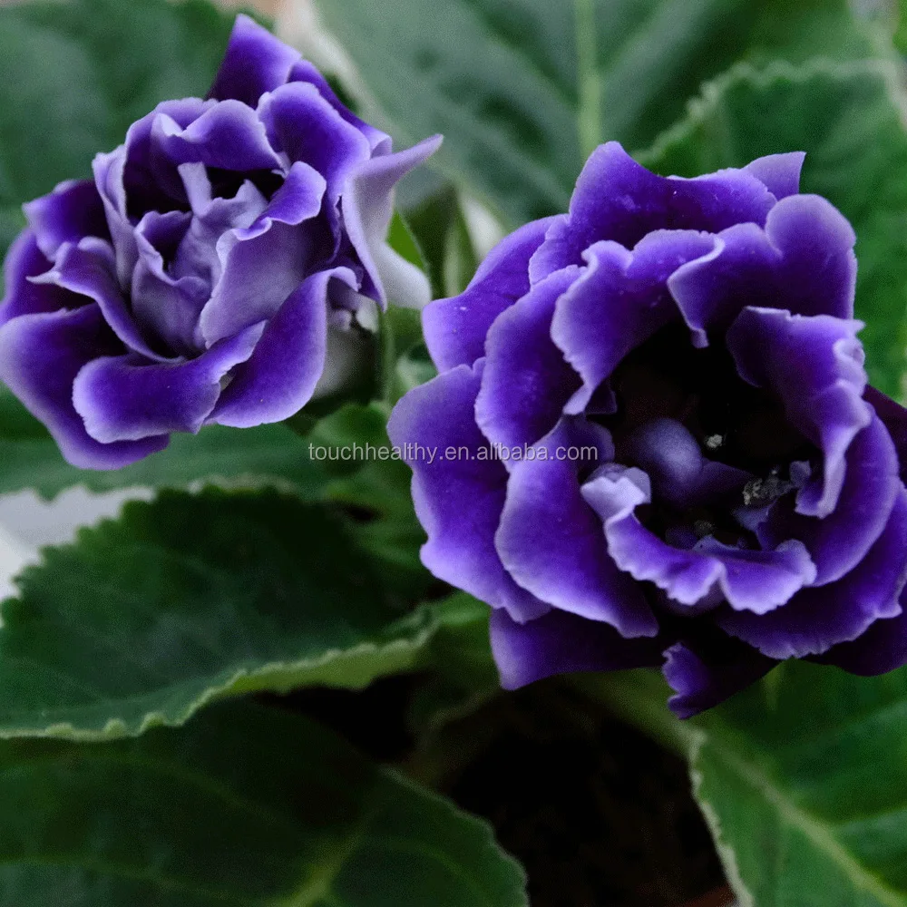 2021 высокопрорастающие гибридные семена глоксинии для выращивания 1000 семян/пакетов