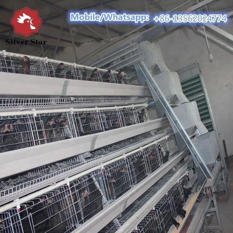 Battery layer chicken cage design automatic manure cleaning system