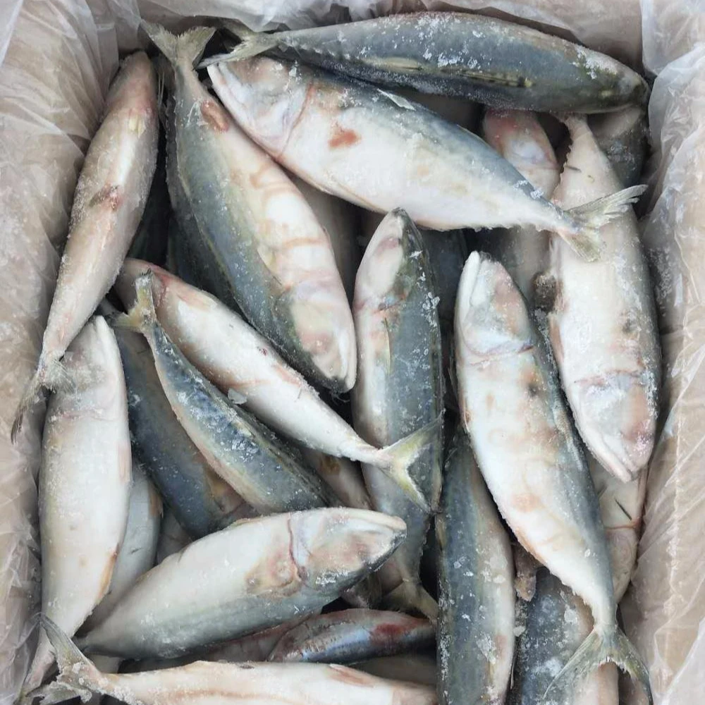 Grade AA frozen whole indian mackerel 6-8 for sale