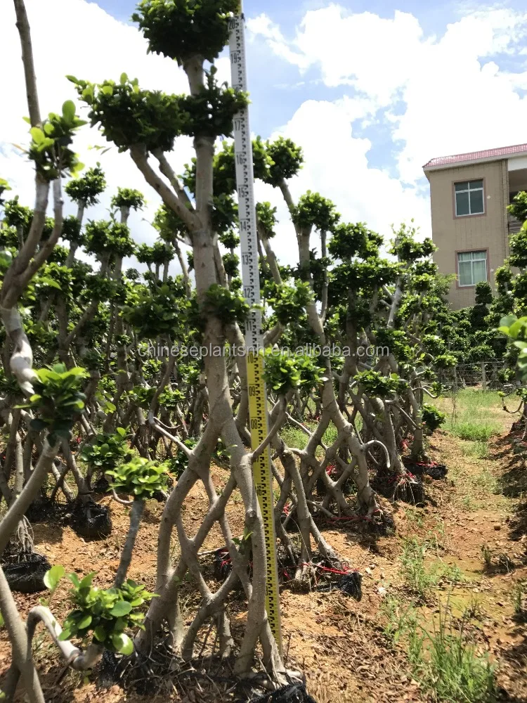 Ficus microcarpa shape 6#Net big bonsai trees for