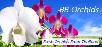 
BB Orchid 