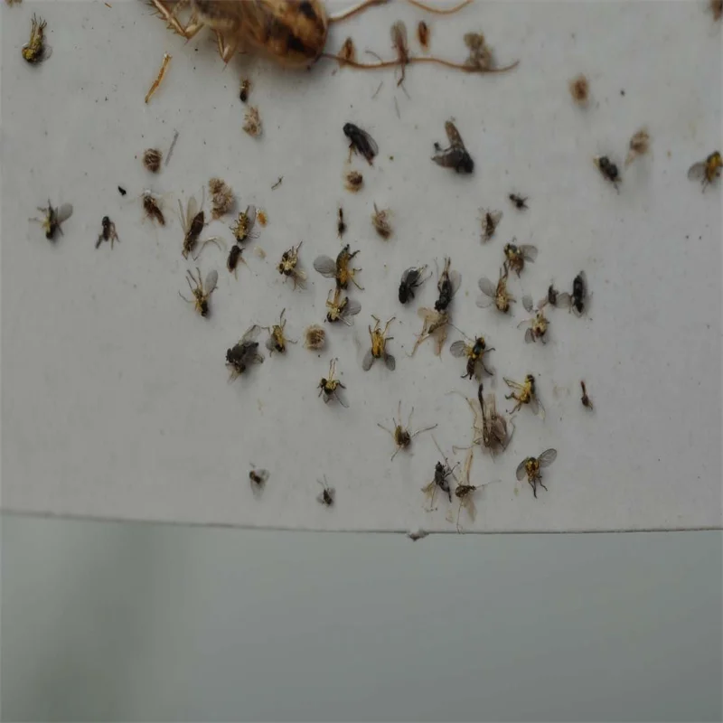 Приманка для защиты овощей Tuta absoluta Liriomyza bryoniae, приманка феромона для извлечения томатных листьев