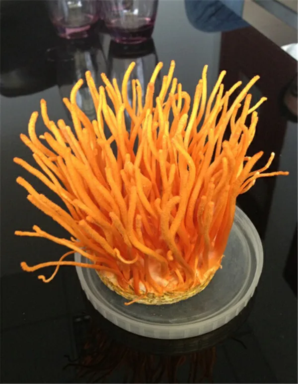 Экстракт Кордицепса китайского, полисахариды грибов