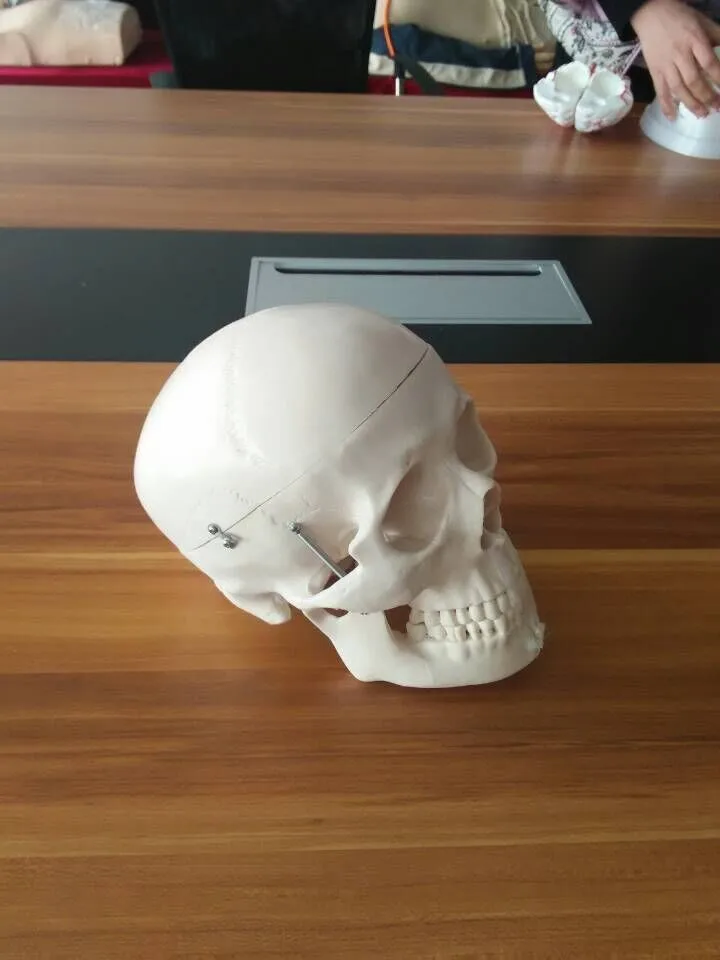  BIX-A1010 Анатомия человека Скелет для взрослых модели черепа медицинской подготовки