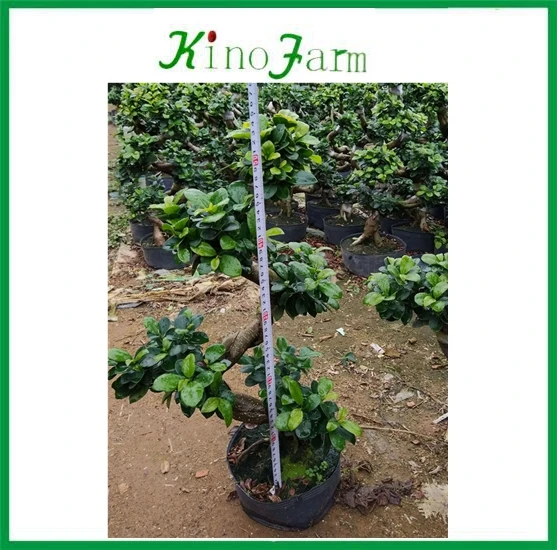 Chinese ficus retusa bonsai ficus shape