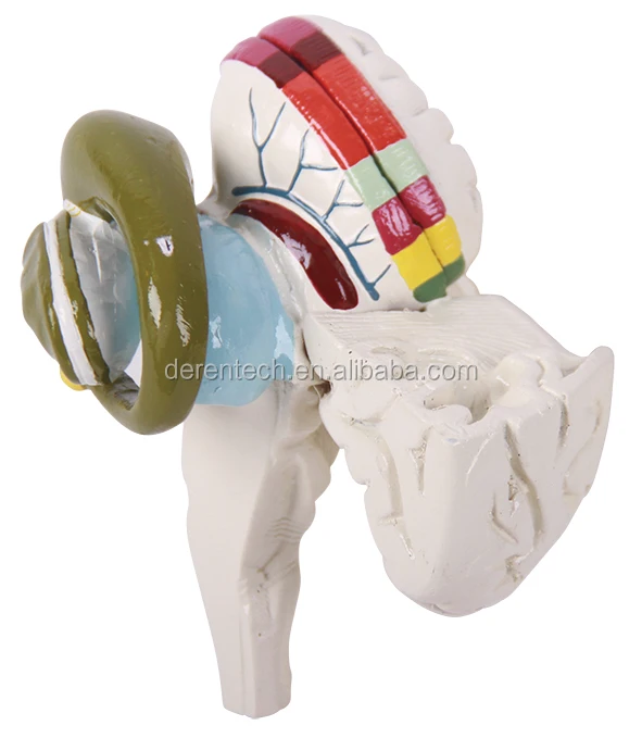 Medical human brain model of basal nuclei and internal capsule