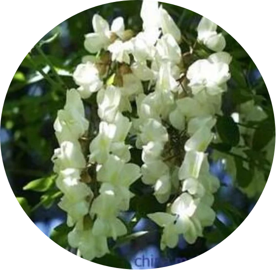 Quercetin plant Extract FLAVIN MELETIN CAS 117-39-5