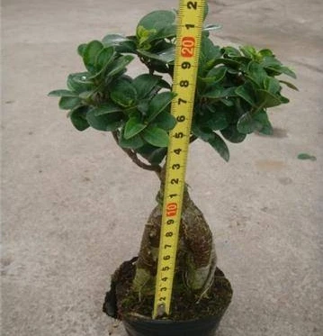 
Фикус микро карпа бонсай женьшень фикус 