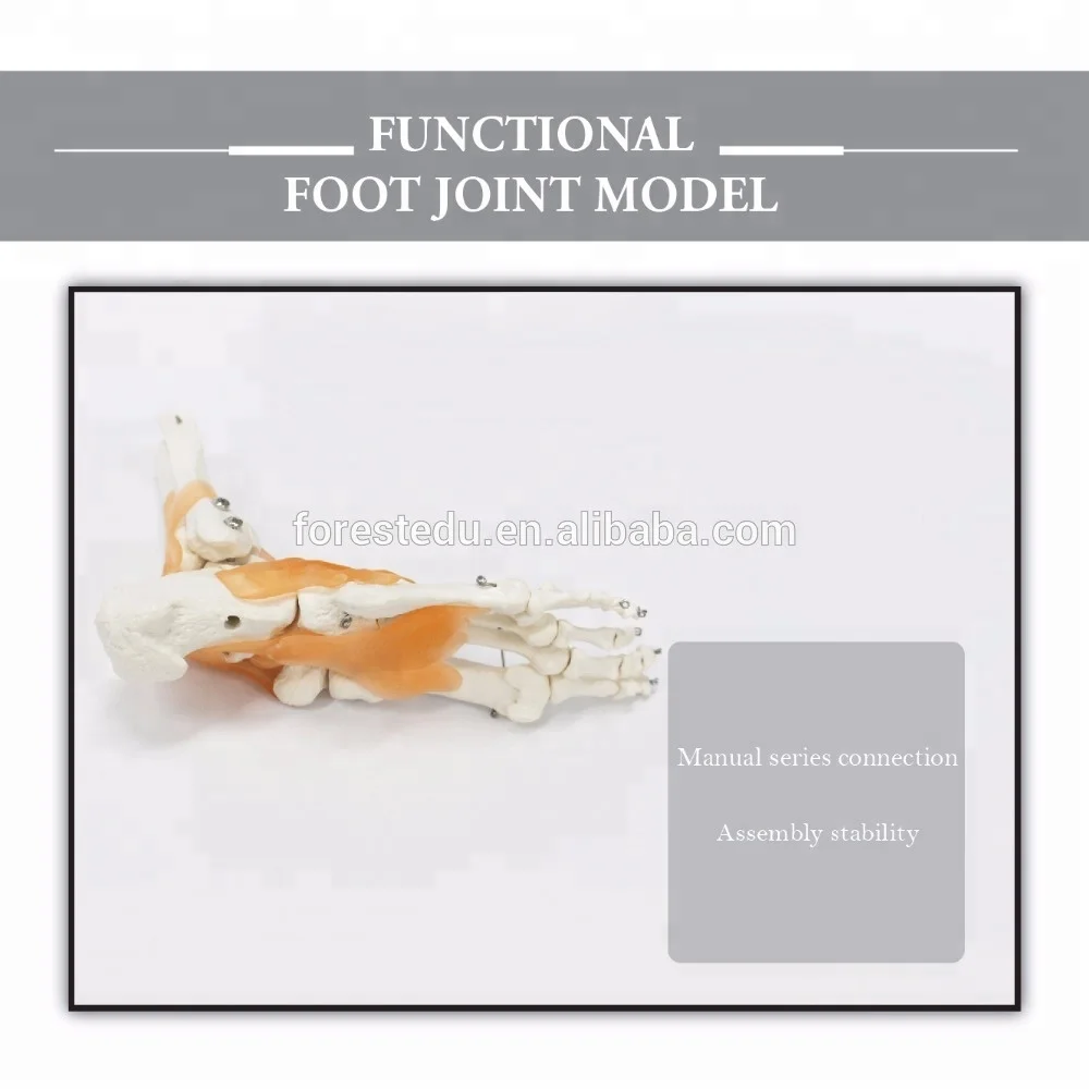 Foot and Ankle Joint Anatomical Skeleton Model