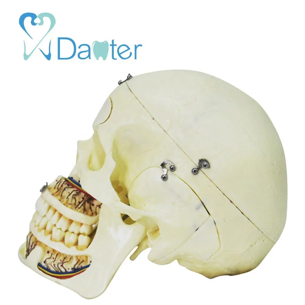 hot sell medical anatomical skull model with lock