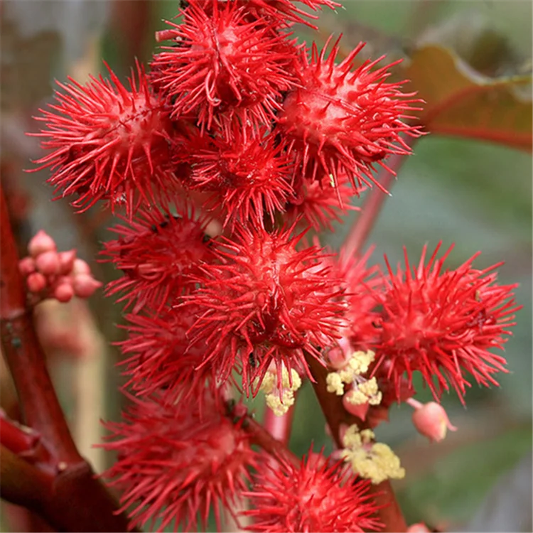 
Factory supply castor bean seeds For growing  (62066608924)