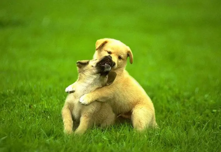 Индивидуальные Лучшие линзовидные 3D-изображения Иисуса Христа