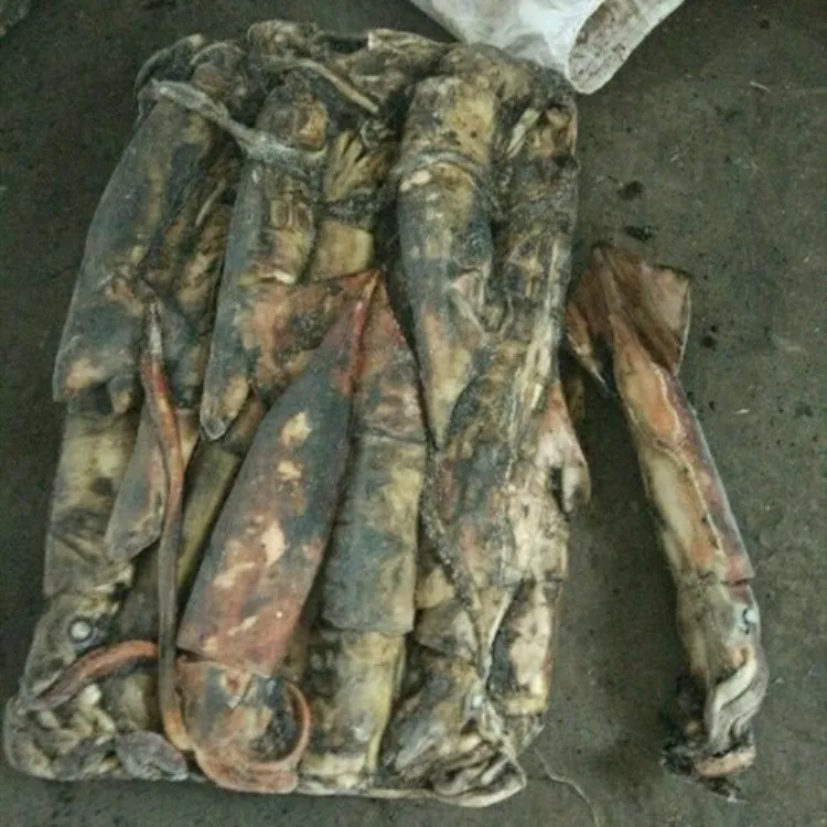 Hot Sale Frozen North Pacific Squid Neon Flying Squid For Processing Or Bait