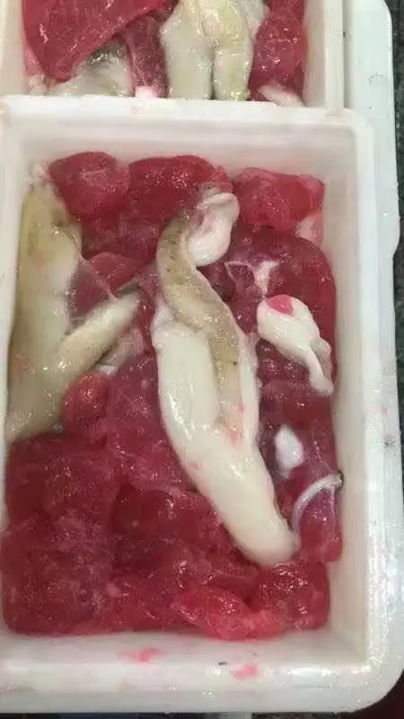Frozen indian ocean black squid egg