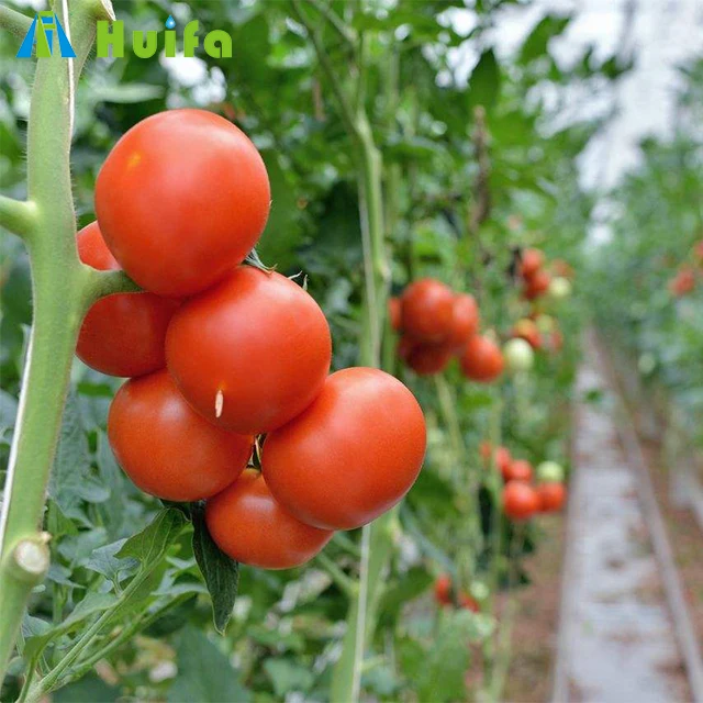 Commercial Plastic Film Green House for Tomato