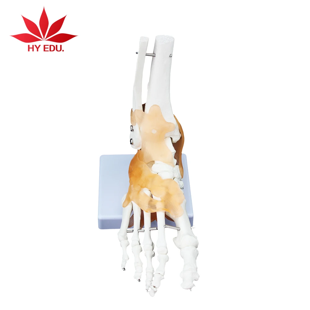 Высококачественный полноразмерный сустав ноги с анатомической моделью Связки