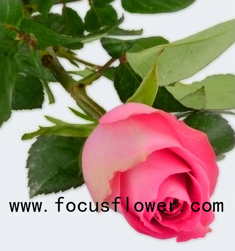 World class rose flower scenery ecuadorian roses wake up with 20stems/bundle from kunming