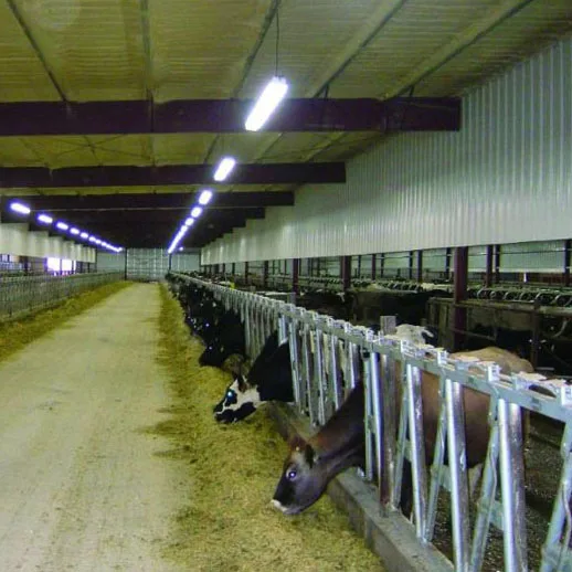 High quality prefabricated  steel structure pig housing farm shed house