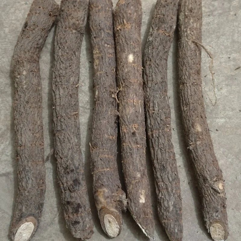 Устойчивые к холоду корни Paulownai Z07