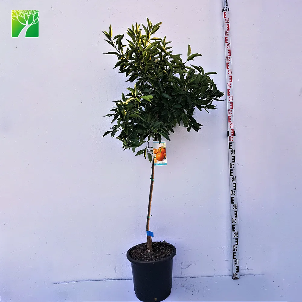 Прямая продажа сельскохозяйственных растений мандарин, апельсин, цитрусовый ретикулата