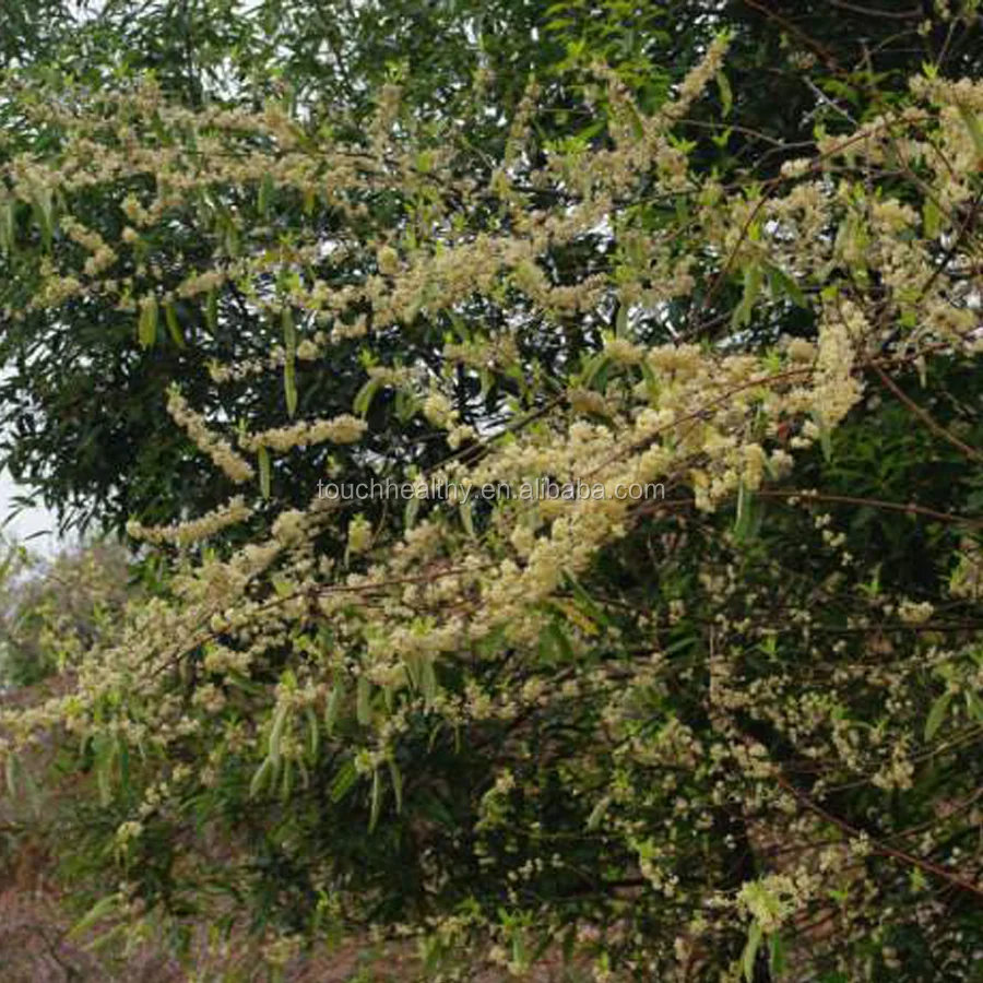 Touchhealthy поставка высококачественных семян личи кубебы