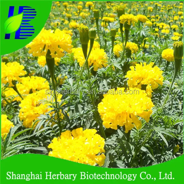 2021 семян хризантемы высокой чистоты, гибридные семена календулы